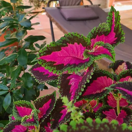 Olga Bed and breakfast Formia