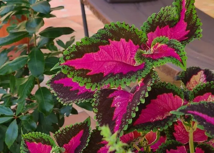 Olga Bed and Breakfast Φόρμια